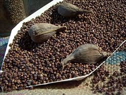 Korerima – äthiopischer Kardamom